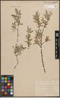 Foto von Salix desertorum Richardson